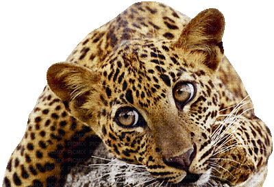 leopard bp - Gratis animerad GIF
