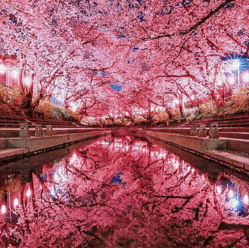 Rena Kirschbäume pink Hintergrund - gratis png