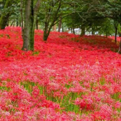 Red Flower Forest - nemokama png