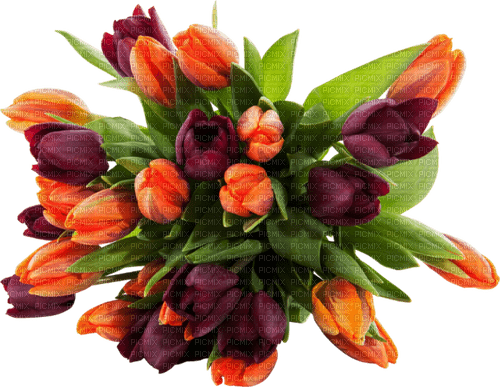 tulipe fleurs - zadarmo png