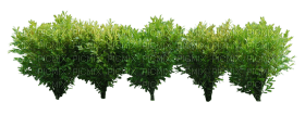 arbustos - besplatni png