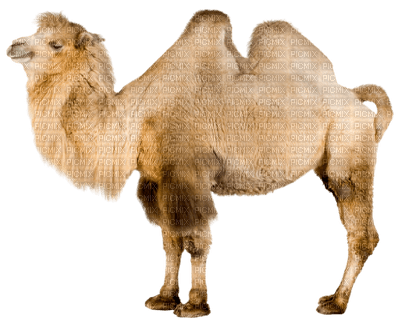 Camel - ingyenes png