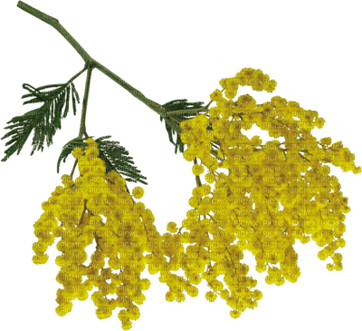 Flowers yellow bp - png gratis