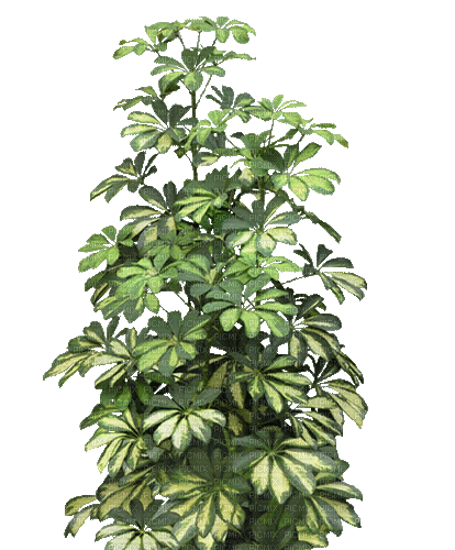Planta color verde - GIF animate gratis