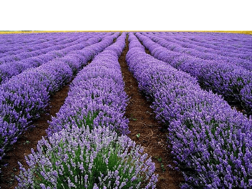lavender  Bb2 - png ฟรี