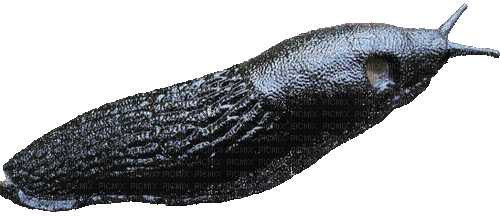 goth slug - Darmowy animowany GIF