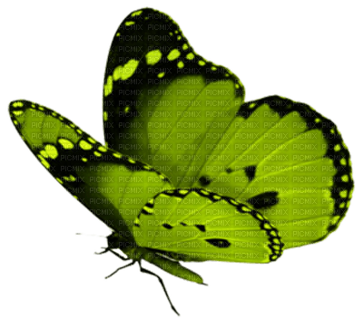Kaz_Creations Deco Butterfly Green - png ฟรี