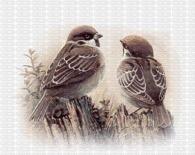 BIRDS - Безплатен анимиран GIF