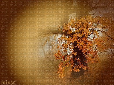 minou-autumn background-sfondo-autunno-fond d'automne-bakgrund höst - kostenlos png