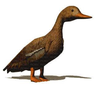 Nina duck - 無料のアニメーション GIF