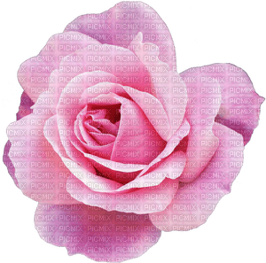 pink rose 4 - png ฟรี