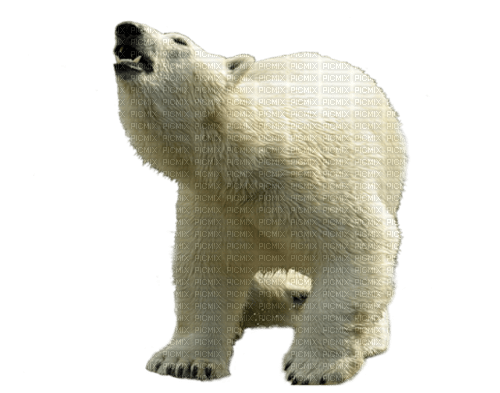dolceluna polar white bear deco winter - gratis png