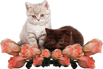 deux chatons - 無料のアニメーション GIF