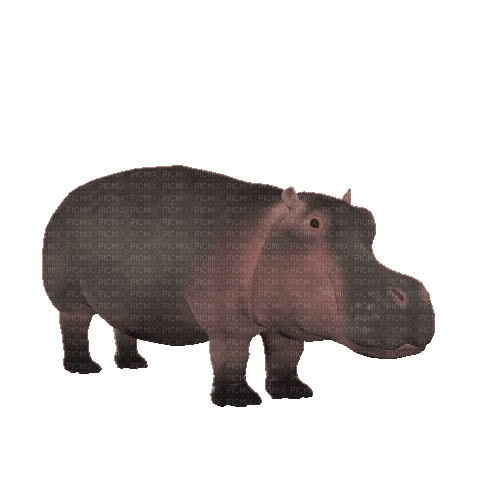 Hippopotamus - GIF animé gratuit