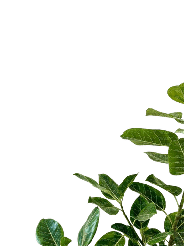 leaf frame - фрее пнг