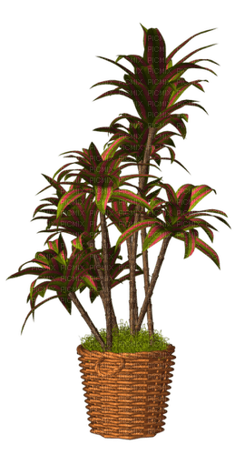 Bloemen en Planten - бесплатно png