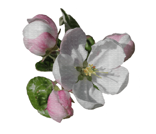 Apfelblüte - ingyenes png