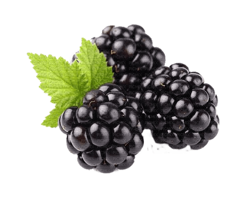 Brombeeren, blackberries - ingyenes png