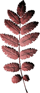 Leaf Leaves Deco Red Jitter.Bug.Girl - png gratis