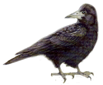 corbeau - Ilmainen animoitu GIF