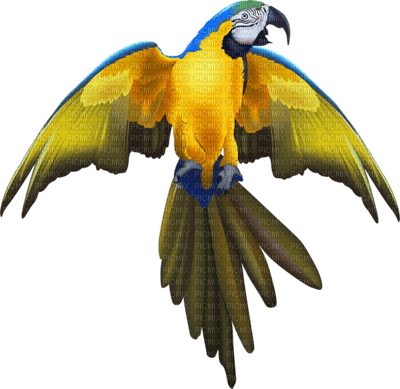 Kaz_Creations Bird Birds Parrot - png ฟรี