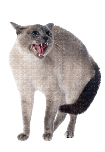 angry cat - ücretsiz png