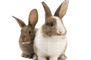 bunny pâques - besplatni png