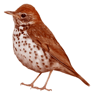 patymirabelle oiseau - Free PNG