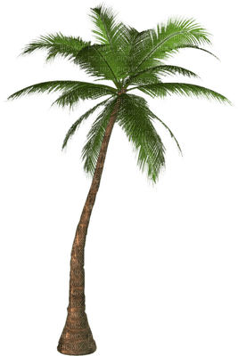 palm trees bp - ingyenes png