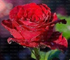 rose rouge - png gratis