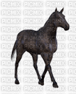 horse - Δωρεάν κινούμενο GIF