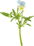 kikkapink flower deco scrap - kostenlos png