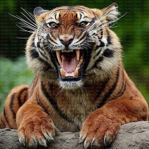 tigre en colère - ingyenes png
