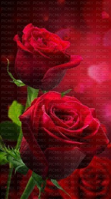 Red rose - gratis png