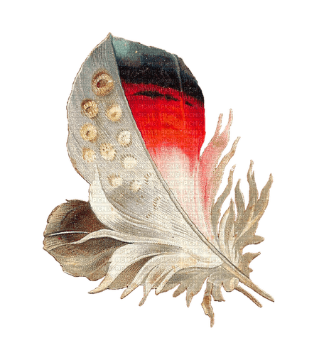feather Bb2 - darmowe png