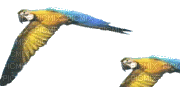 Parrot birds bp - Бесплатный анимированный гифка