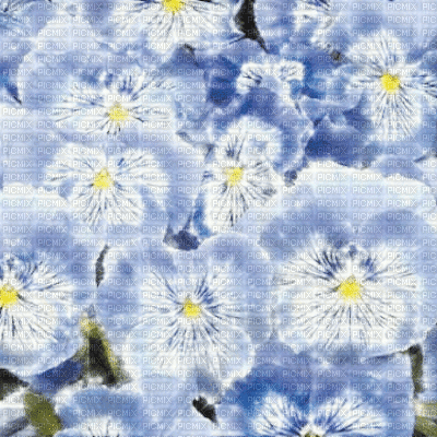 Blue Pansies Background - Besplatni animirani GIF