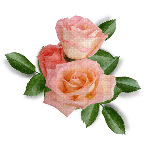 rose/decoration - png ฟรี