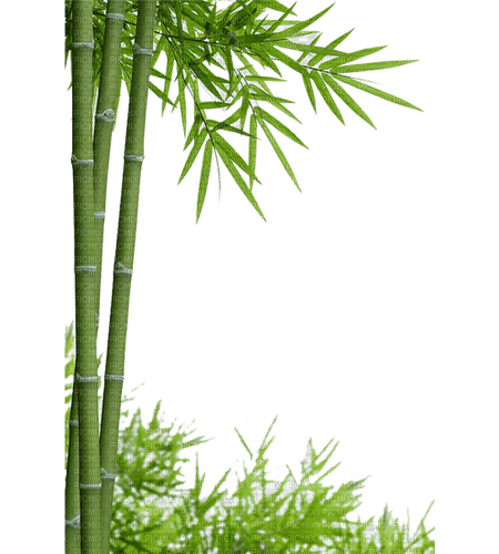 bambus milla1959 - бесплатно png