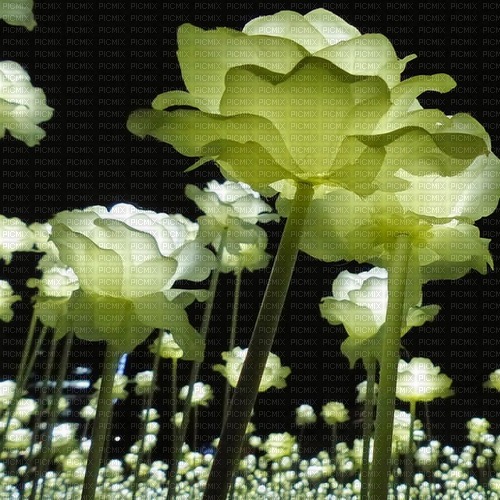 white roses - безплатен png