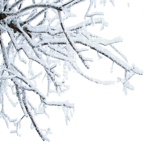 Winter Branch - бесплатно png
