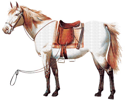 Horse, Adam64 - фрее пнг