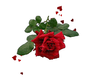 Red Rose with Hearts - Zdarma animovaný GIF