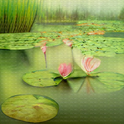 Green Pond with Lilypads - 免费PNG