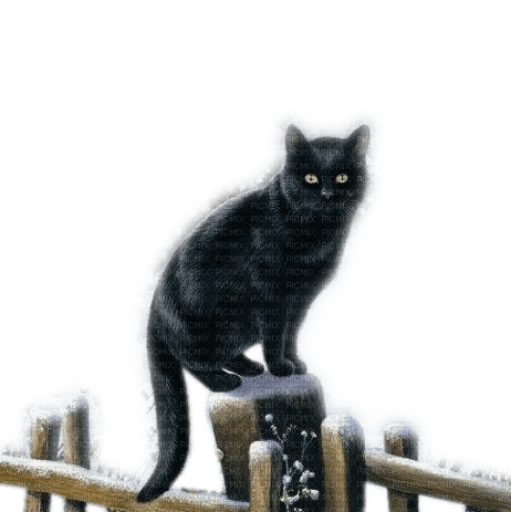 Rena black Cat Katze - png ฟรี