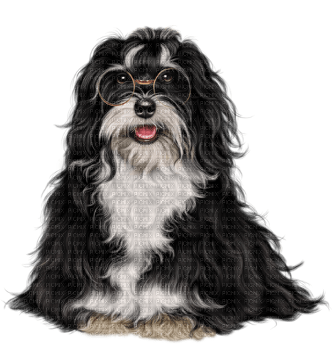gala animals dog - бесплатно png