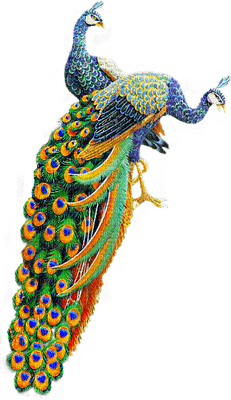 peacock - ücretsiz png