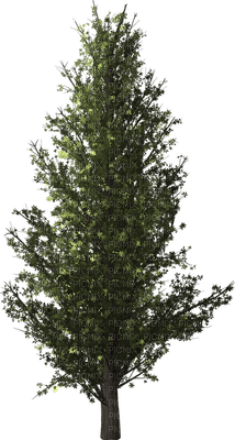 trees bp - gratis png
