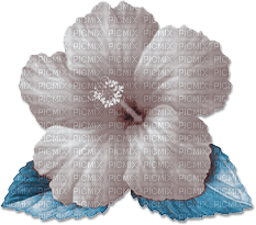 soave deco flowers summer tropical  blue brown - ilmainen png