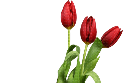 blommor--flowers--tulips-red--röd - png gratis